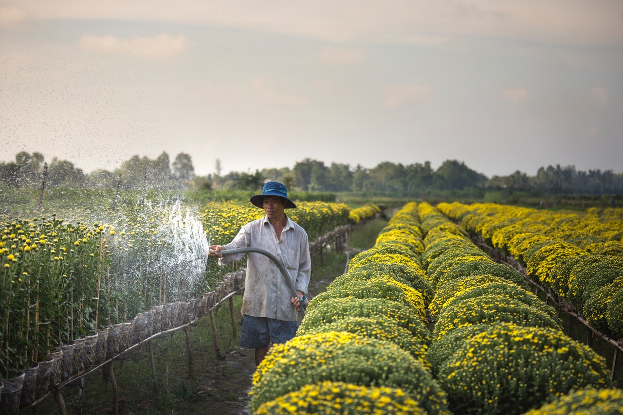agriculture-crop-cropland-2158048
