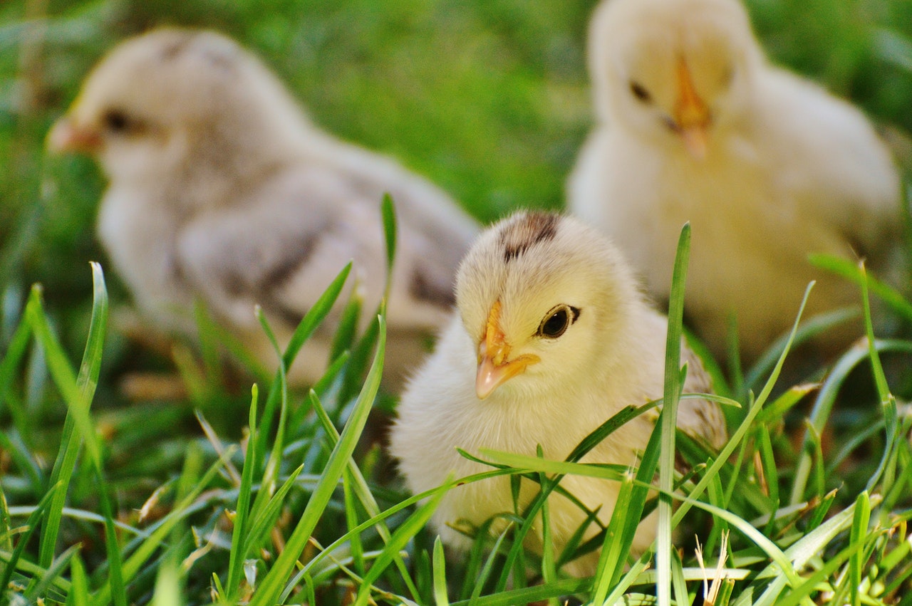 animal-baby-chicks-162164